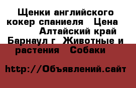 Щенки английского кокер спаниеля › Цена ­ 3 000 - Алтайский край, Барнаул г. Животные и растения » Собаки   